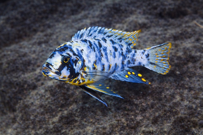 Maylandia fainzilberi 'Lupingu'